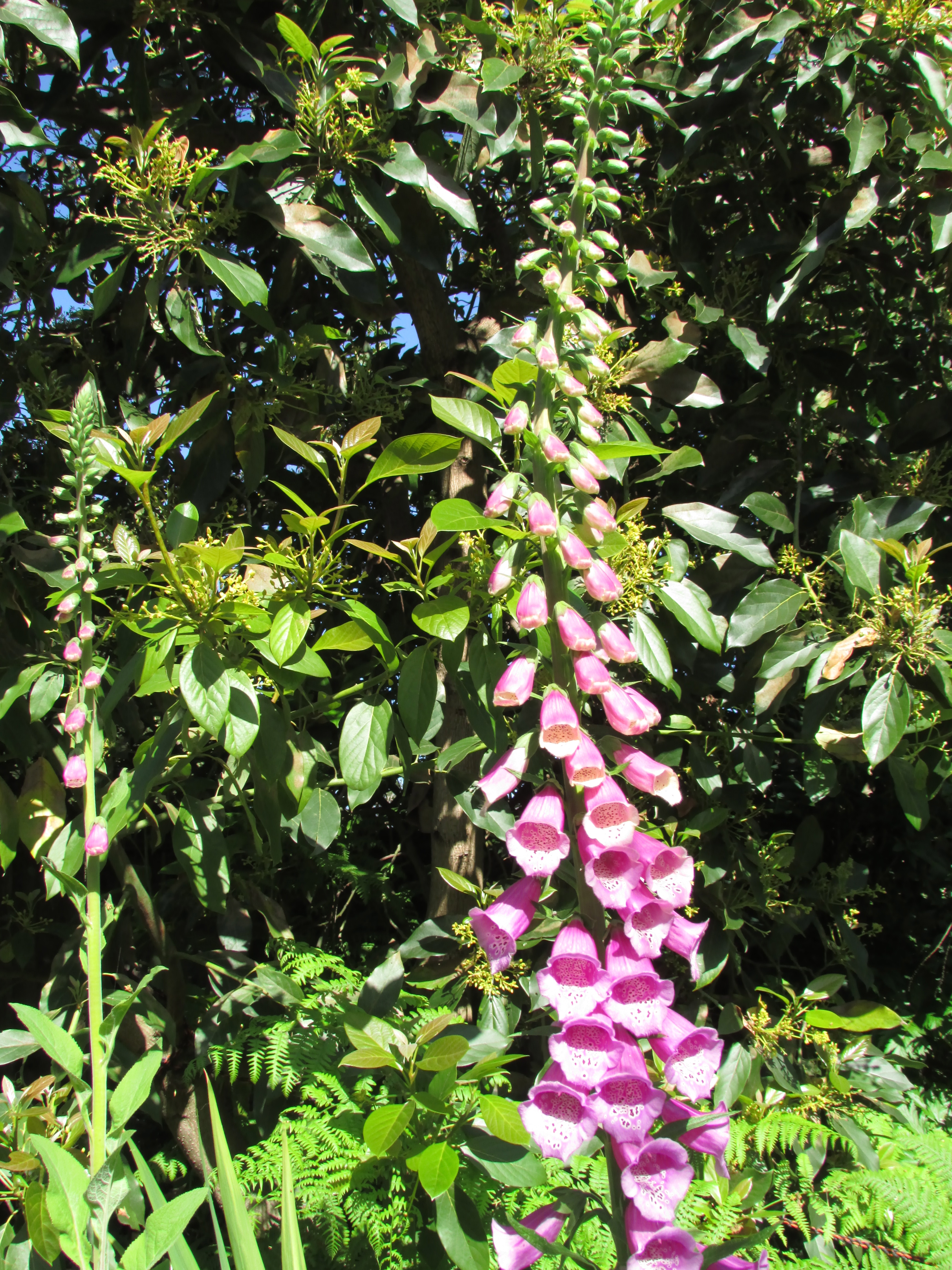 add-medicinal-plants-foxglove-o-shaughnessy-s