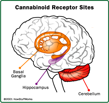Cannabinoids for prevention of migraines