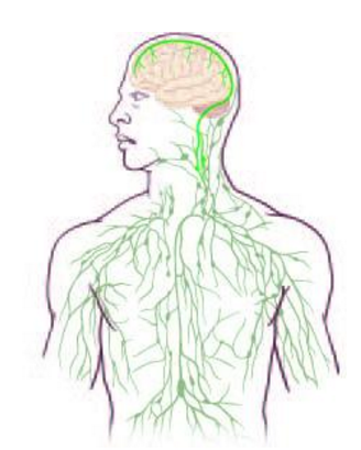 Rediscovered: lymph circulation in brain