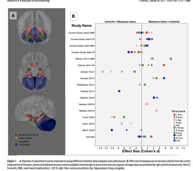 Marijuana use does not cause brain abnormalities