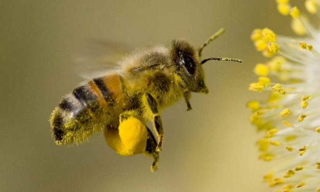 Fake Science Finds Funding