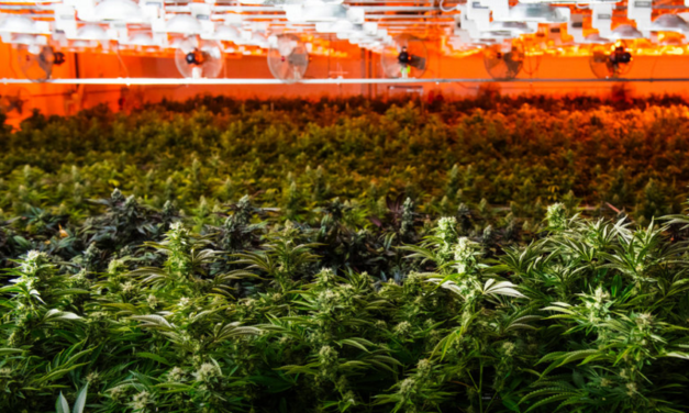 Demand Keeps Growing for Indoor Grow Sites