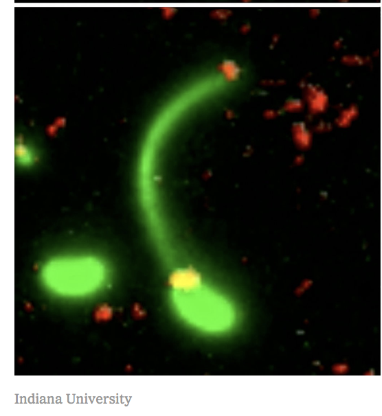 How bacteria lasso new DNA