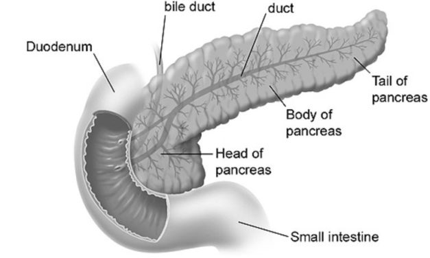 CBD ‘could boost pancreatic cancer treatments’