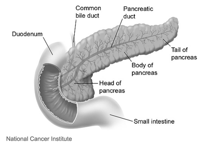 CBD ‘could boost pancreatic cancer treatments’