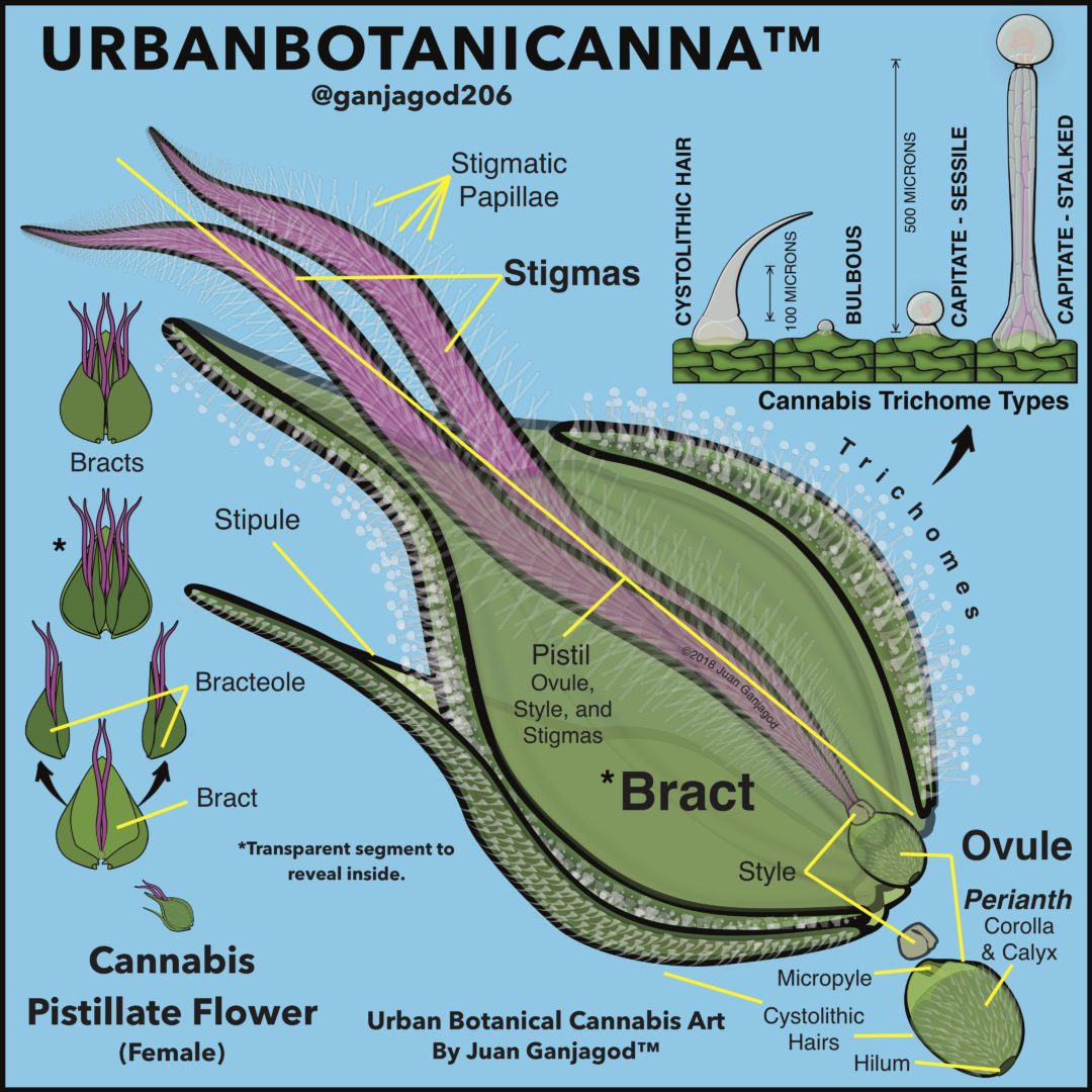 the-cannabis-female-flower-o-shaughnessy-s