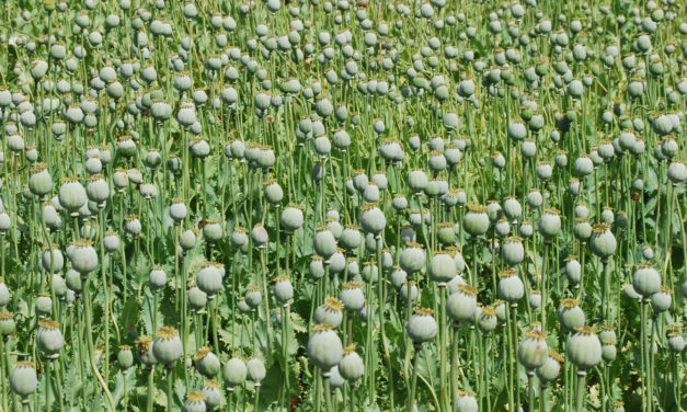 New Jersey sues opioid pusher (J&J)