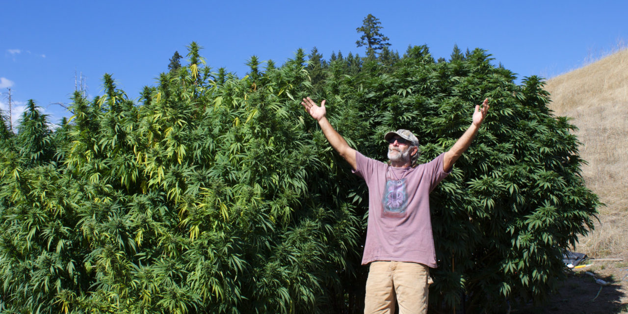 Delegalized: ‘Collective’ and ‘Cooperative’ Cultivation in California