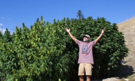 Delegalized: ‘Collective’ and ‘Cooperative’ Cultivation in California