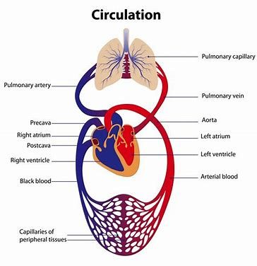 CB receptors in the CVS