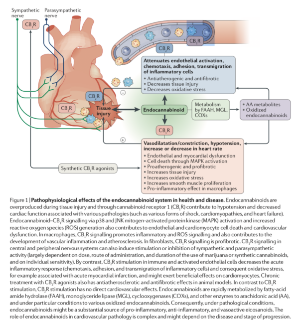 CB receptors in the CVS | O'Shaughnessy's