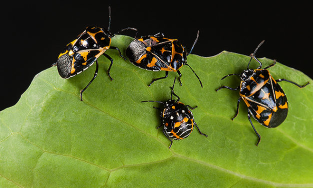 Harlequin bugs don’t bug Harlequin cultivator