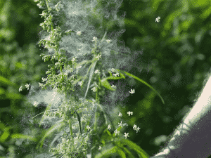 Hemp and Cannabis Pollen Blowin’ in the Wind