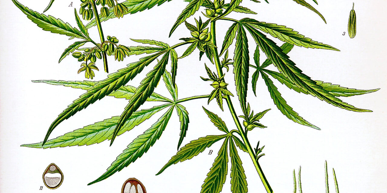 Was Cannabis First Grown in Eastern China?