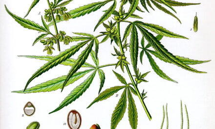 Was Cannabis First Grown in Eastern China?