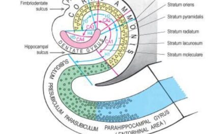 Marijuana and the hippocampus