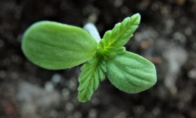 Radio Waves May Speed Seedling Growth